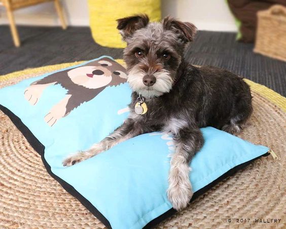 Custom Made Designer Dog Beds & Clothes for Sale