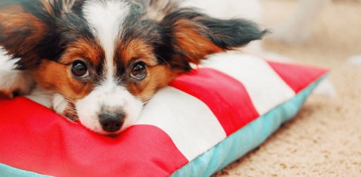 Cute monogrammed dog clearance beds