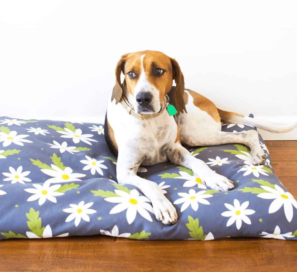 Design your store own dog bed