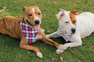 Custom Products Personalized Custom Dog Bandanas