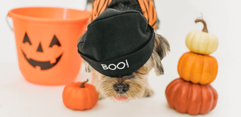 Personalized Pet Products Pet Costumes