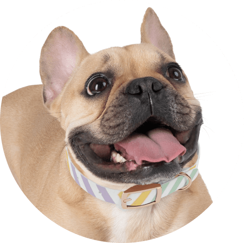 Summer Product Ideas Dog Collar Summer Product Ideas - Dog Collar