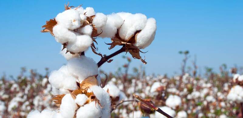 What is Cotton