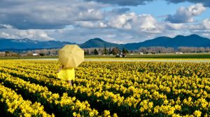 2022 Color Trends for Spring and Summer - Daffodil