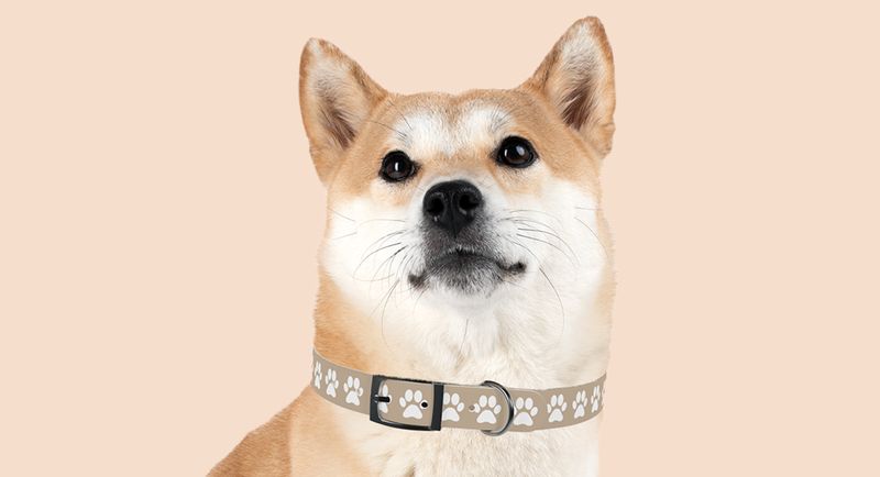 Dog name hot sale collars online