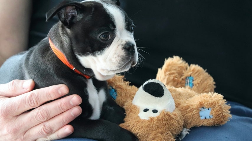 A black and white puppy with its teddy-bear toy.