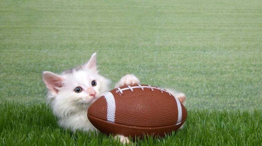 A fluffy white kitten with a football in its paws.