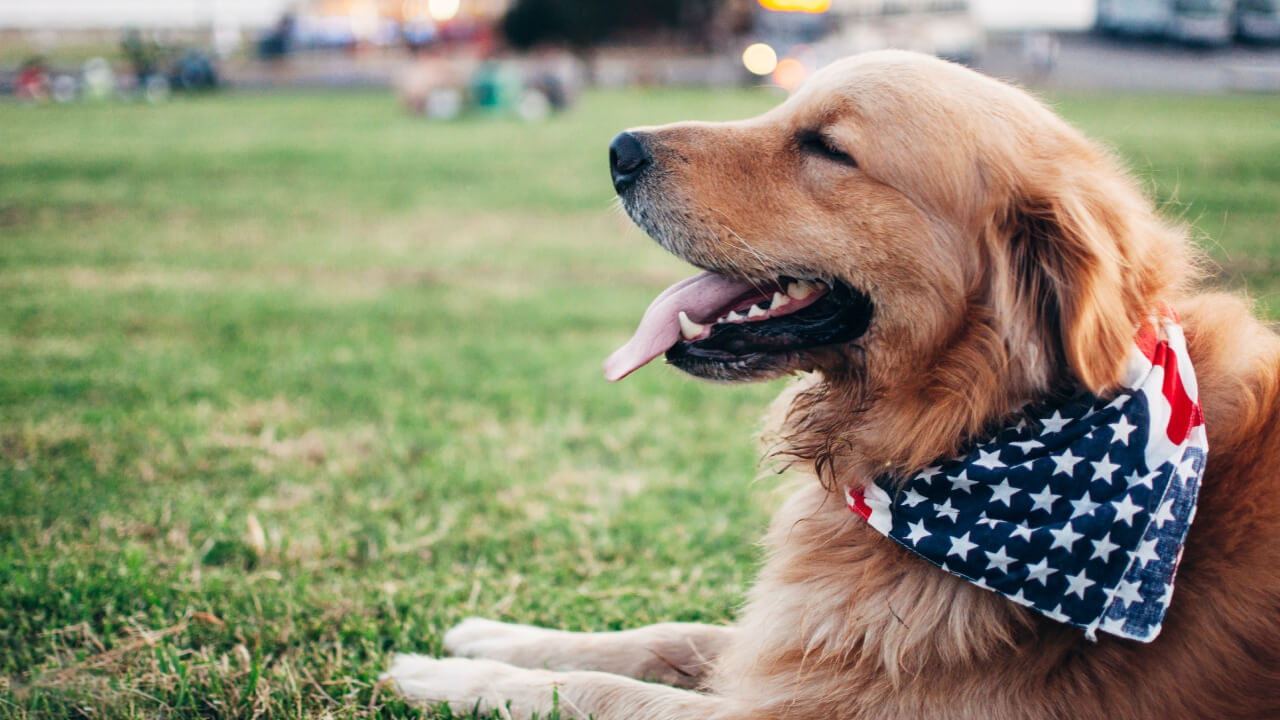10 Best Print-On-Demand Pet Products to Sell in 2024