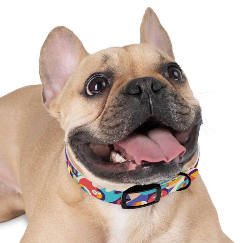 Beige French bullgod wearing a printed dog collar in colorful pattern