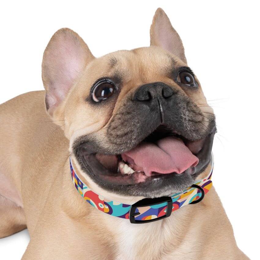 Designer Dog Collars & Clothes For Stylish Pet Owners