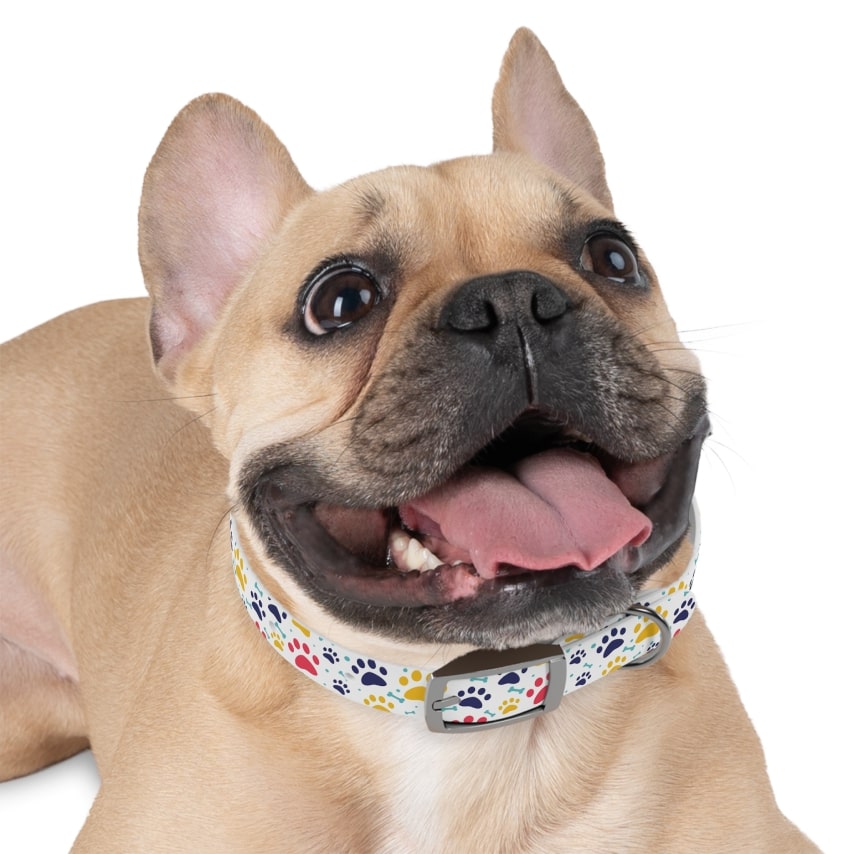 Best Spring Products to Sell Pet Collars A small dog wearing a custom paw print pet collar.