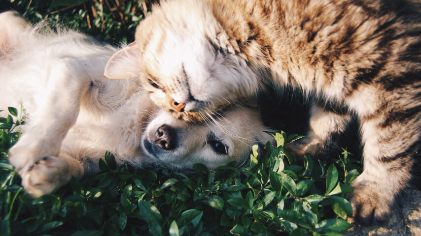 Red cat cuddling a beige puppy on green grass