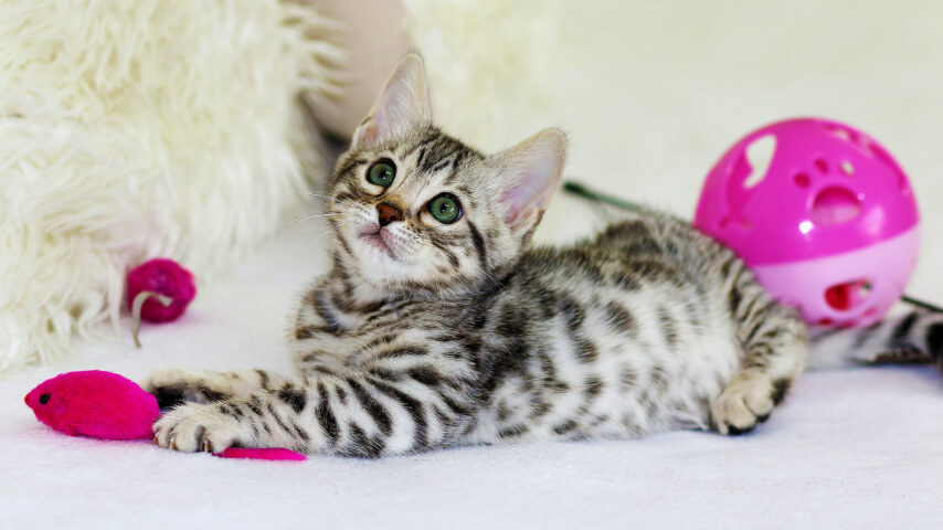 Striped kitten playing with a pink toy mouse