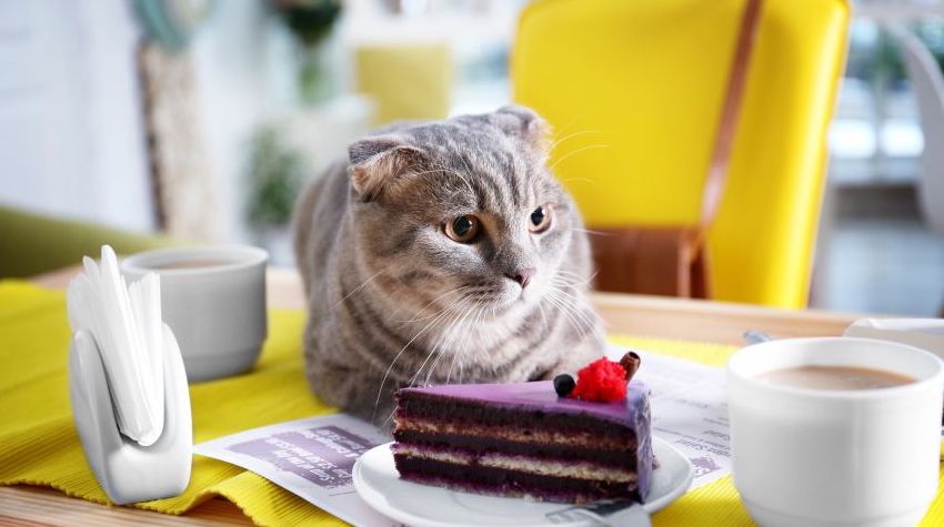 Scottish Fold cat sitting on a table in front of a cup of coffee and a piece of cake.