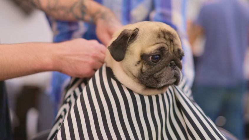 Pug wearing a white and black striped hairdressing cape sitting at a dog grooming salon.