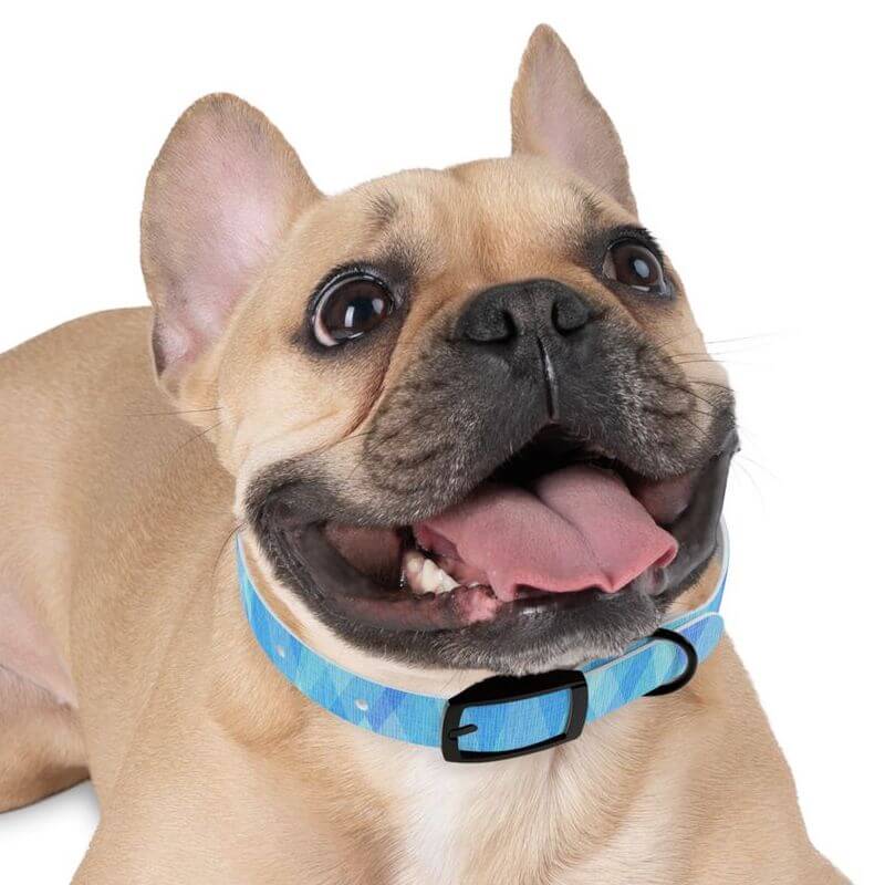 Design Your Own Summer Products - Dog Collars