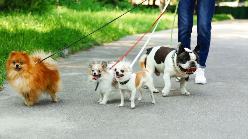 Person walking a group of dogs – one Pomeranian, two Chihuahuas, and one French Bulldog.
