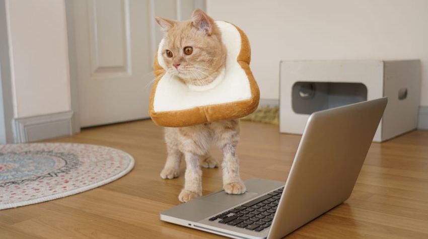 Beige cat wearing a collar that looks like a slice of bread, standing in front of a laptop.