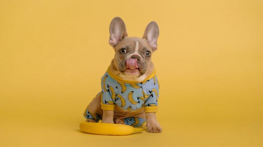 French Bulldog wearing a light blue dog hoodie with a yellow banana pattern print.