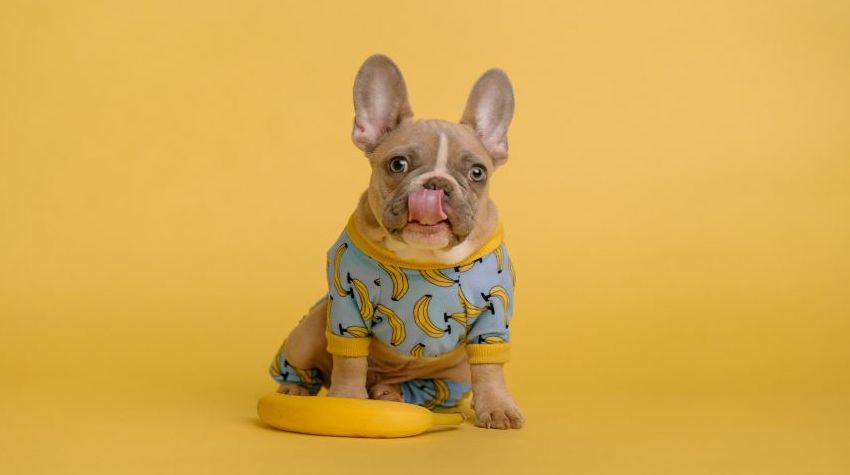 Online pet clothing store best sale