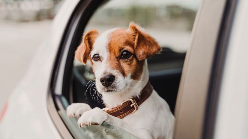 A Jack Russel dog sitting in a car, looking out of the window happily.
