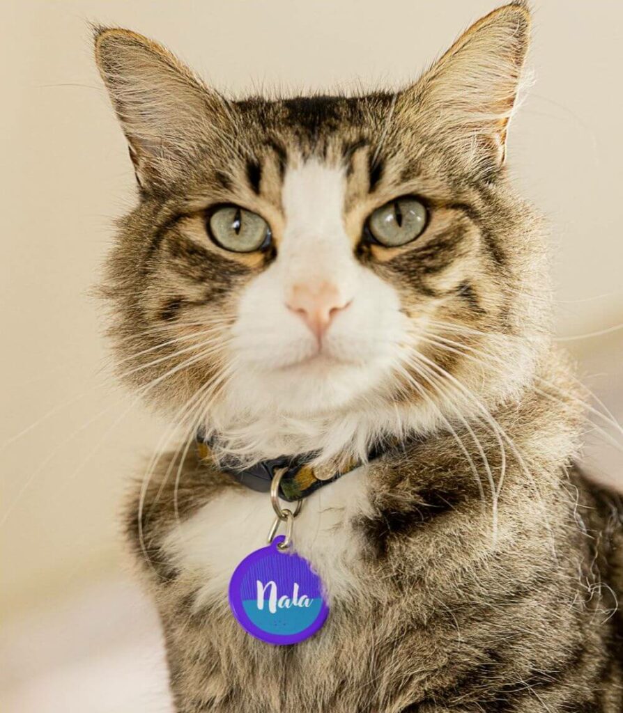 A confident house cat wearing a pet collar, adorned with a blue and purple pet tag displaying the name "Nolo" in elegant cursive font.