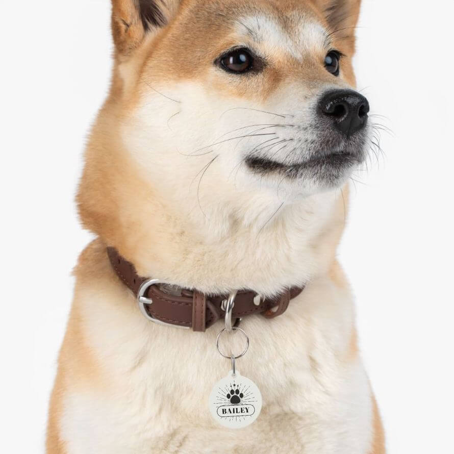Shiba Inu wearing a brown pet collar with a custom white pet tag. The tag reads 'Bailey' and has a black dog paw drawing above the name.