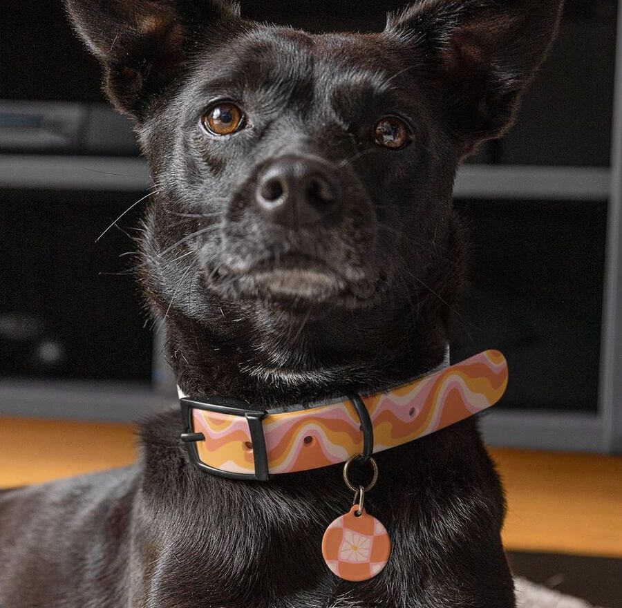 A black dog sporting a dog collar featuring a pink and orange pattern, complemented by a matching dangling dog tag in the same design.
