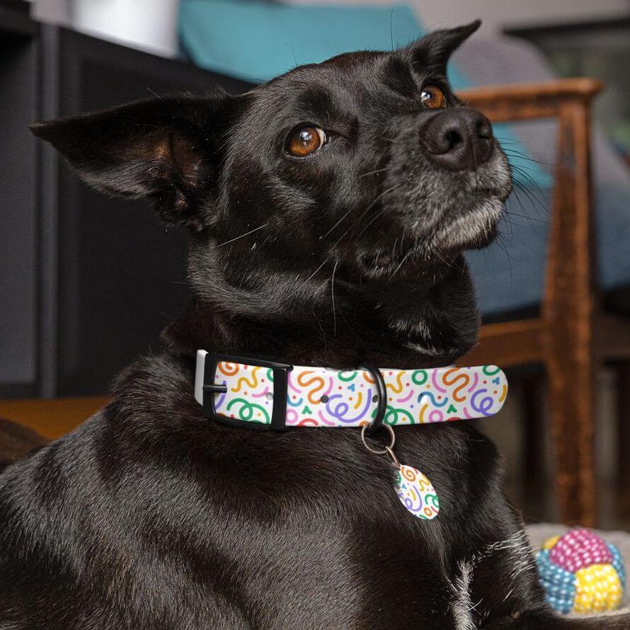 A beautiful black dog wearing a colorful patterned dog collar. The collar is adorned with a matching pet tag.