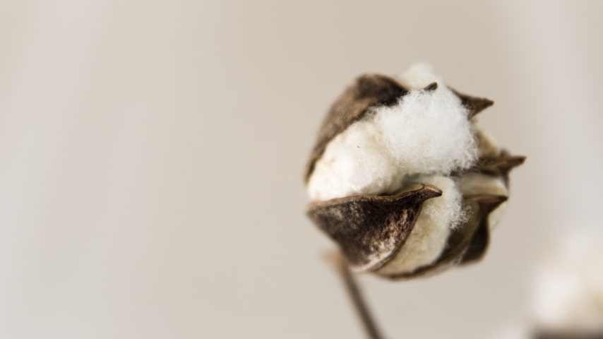 The Difference Between Common, Sustainable, and Organic Cotton