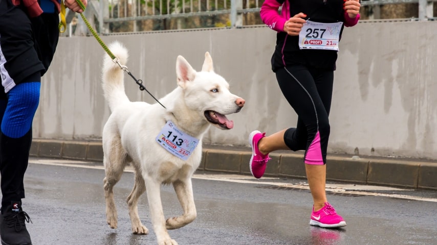 A fundraising event with marathon runners and their dogs as participants.