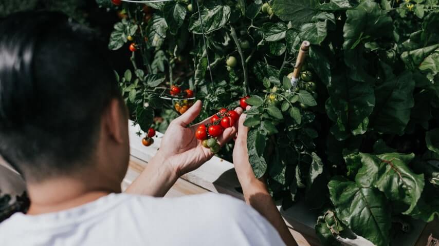 Person growing cherry tomatoes representing the gardening niche for affiliate marketing.