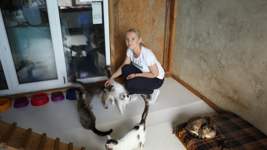 A young woman working at a pet shelter and taking care of numerous cats.