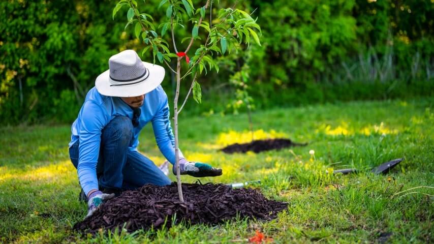 Plant Trees