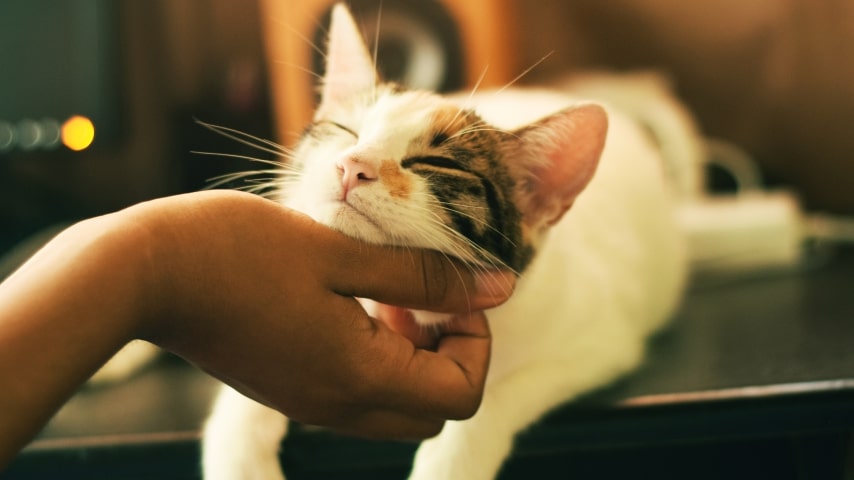 Hand petting a cat.