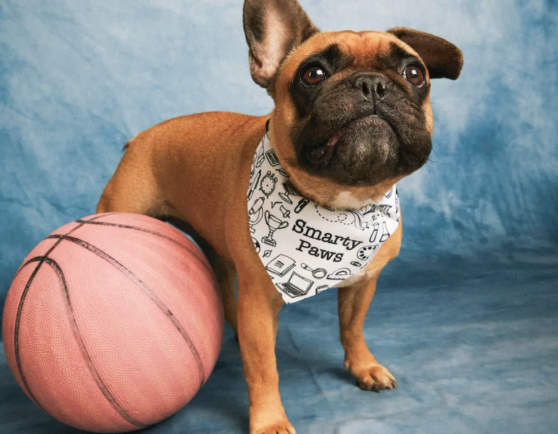 Personalized puppy bandanas best sale