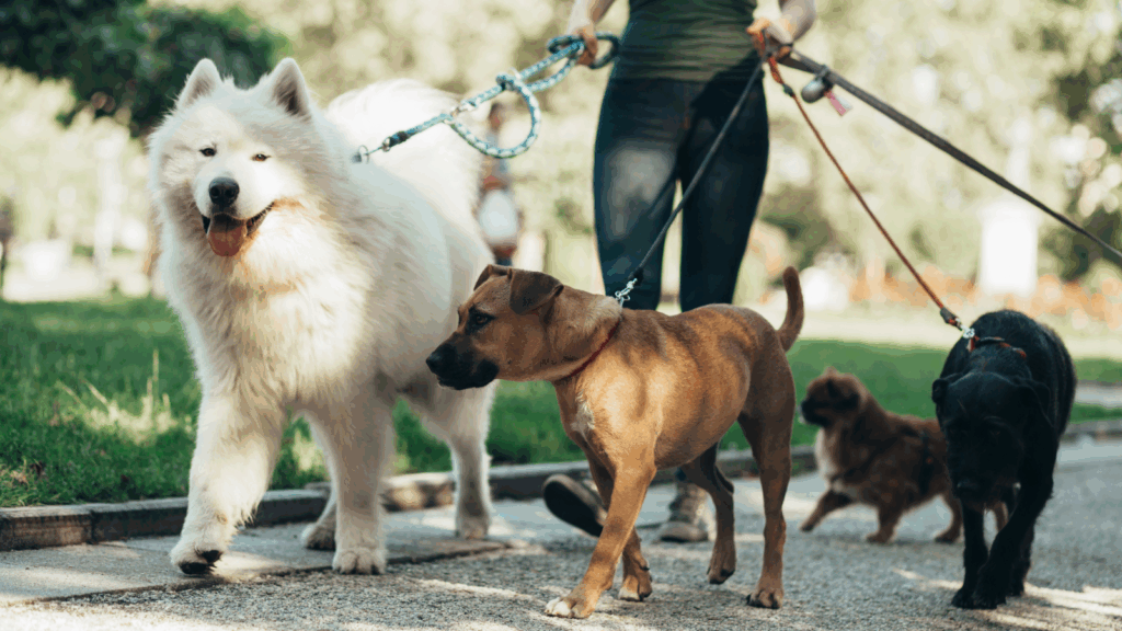 Dog walking business A person walking with four dogs.
