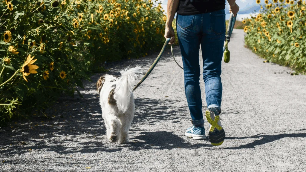 A person walking a dog.
