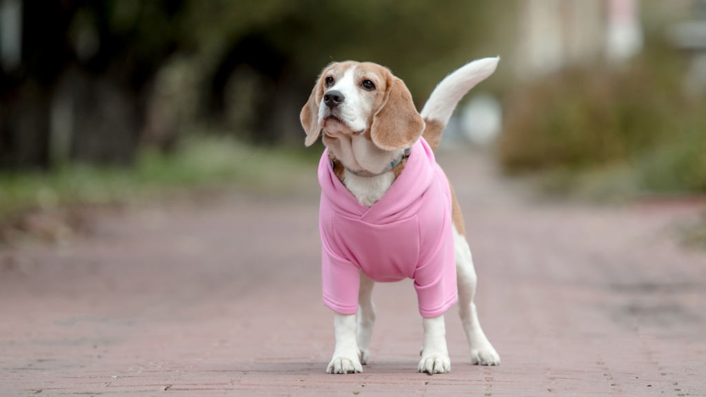 A dog in a pink hoodie.
