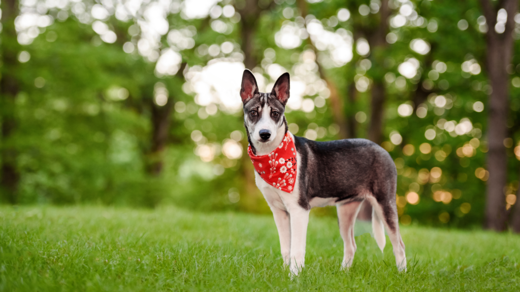 A dog in a park, wearing a custom red pet bandana.