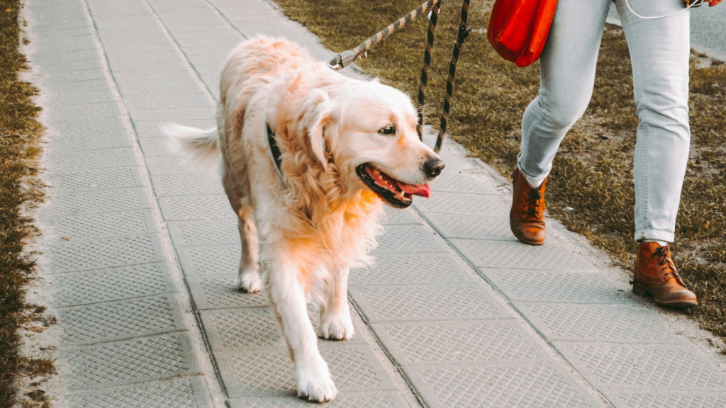 Pet sitting and dog walking Side hustles for introverts A person walking a dog during the day.