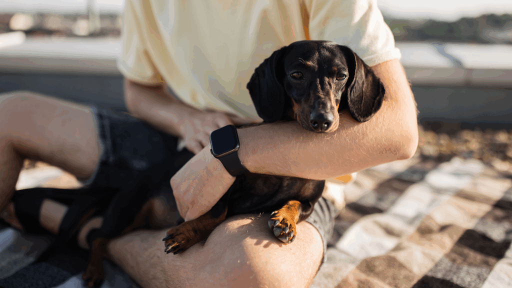 Run a pet sitting business A dog sitting on a man’s lap.