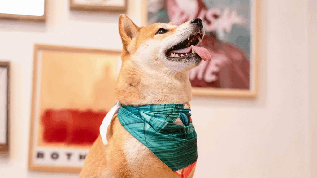 Pet products Etsy shop ideas A dog wearing a colorful bandana around its neck, looking playfully at the camera.