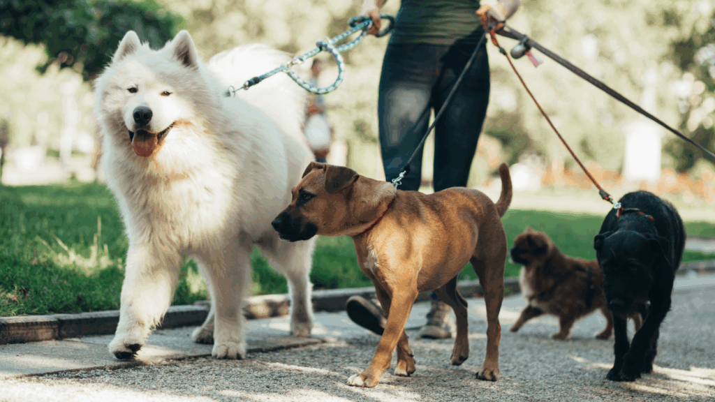 Pet sitting and dog walking services – Care for pooches in your area A woman walks three dogs on leashes.