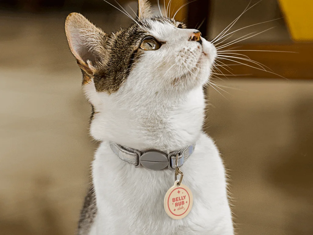 A cat wearing a custom pet tag.
