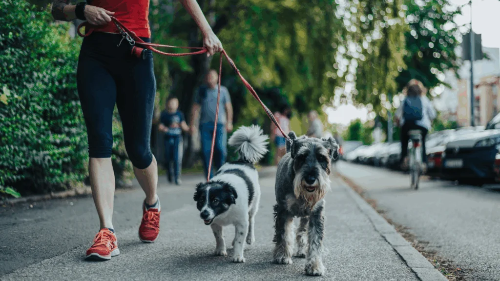 A woman walking two dogs on leashes along a path in a sunny outdoor setting.