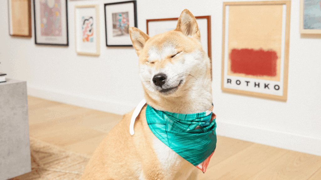 A dog with a colorful bandana tied around its head, looking playfully at the camera.