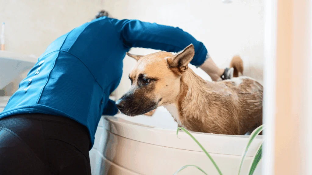 A woman gently washes a dog in a bathtub, surrounded by bubbles and bath supplies.