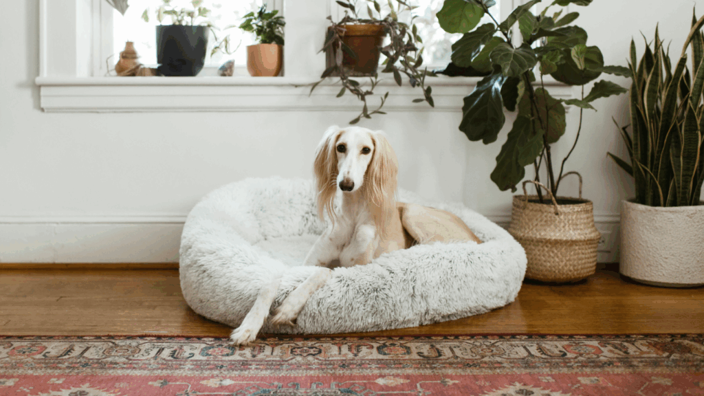 A dog comfortably sitting in a pet bed placed on a soft rug.
