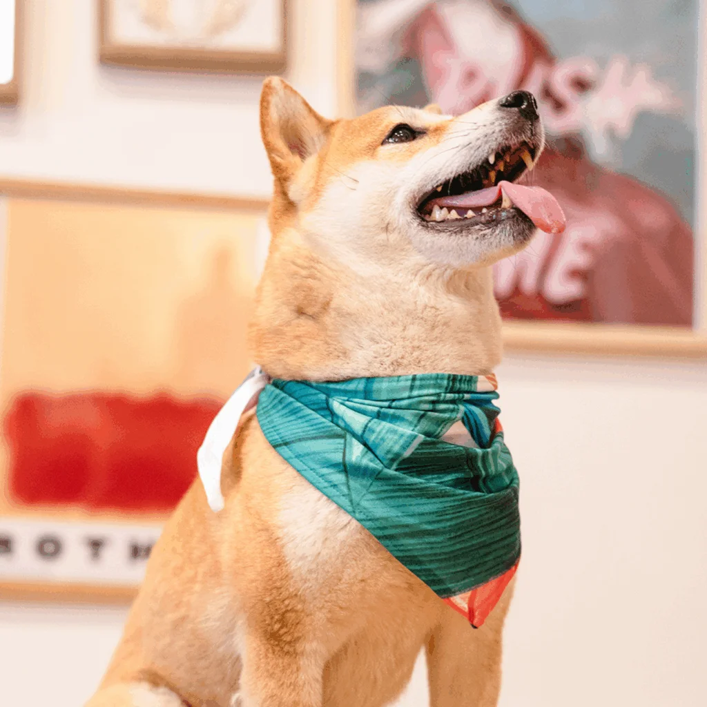 A dog wearing a colorful bandana around its neck, looking playfully at the camera.